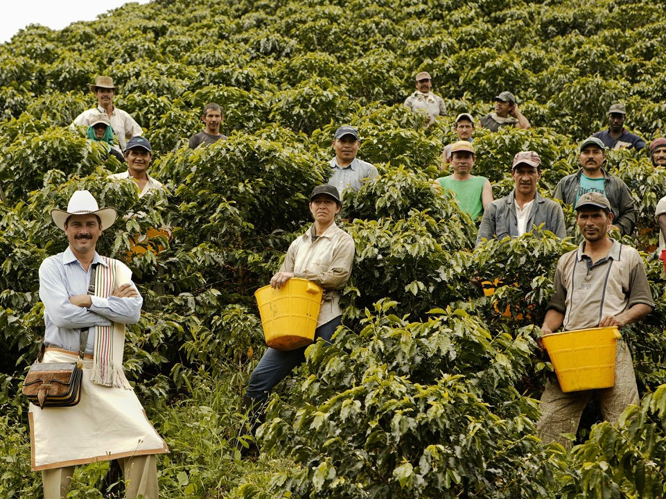 Colombia will try not to reduce coffee production in 2021, federation says